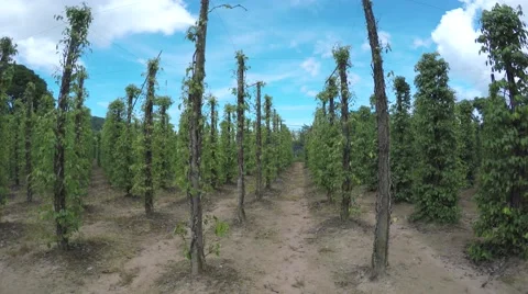 Camera pan of a field of black pepper plants with unripe drupes 4k Stock Footage 55790180