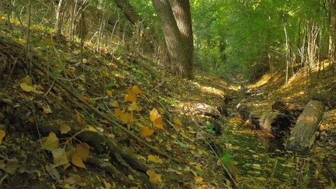 Camera pan at forest brook in the autumn low angle Video stock 81828974
