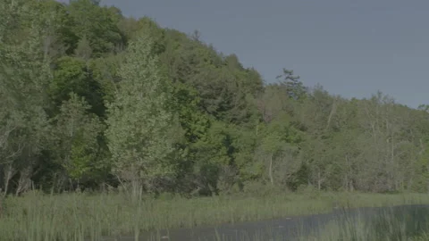 Camera pan from forest trees to a water stream Stock Footage 148566725