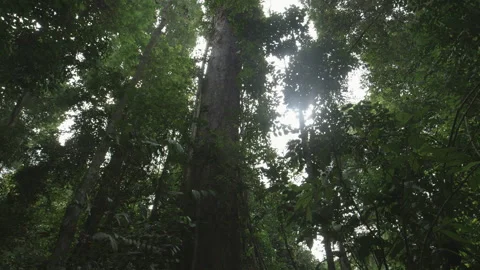 Camera Pan of Giant Tree in the Jungle, Leuser National Park, Indonesia Stock Footage 141593860