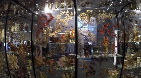 Camera pan glass walls storing and displaying dead leafs and other foliage 4k Video stock 60239060