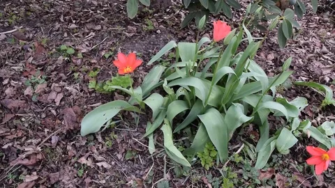 Camera pan infront of beautiful flowers Stock Footage 74131916