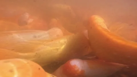 Camera pan in a landscape with a lake full of colorful fish in a forest. Stock Footage 280940850