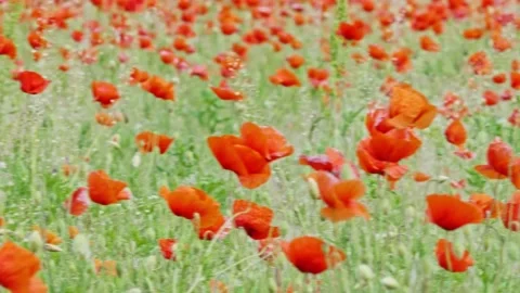 Camera pan left on a poppy field Vídeo Stock 130778729