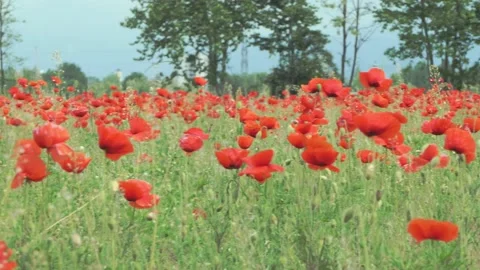 Camera pan left on a poppy field in the countryside with blurred background Stock Footage 130779078