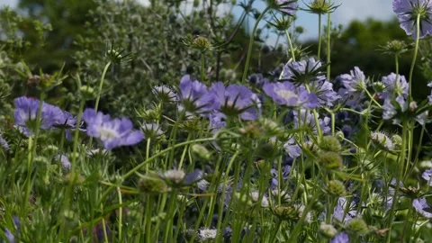 Camera pan left tracking shot on blooming purple scabiosa flowers in garden Stock Footage 335315718