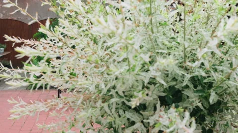 Camera pan left the tree and open the view on backyard where the barbecue stands Stock Footage 132127864
