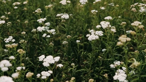 Camera pan moving left through fresh spring green grass on meadow. Low angle Stock Footage 130738819