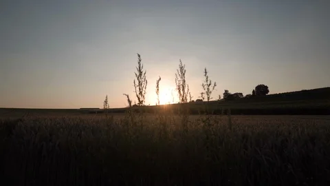 Camera pan near cornfield at sunset Stock Footage 102512787