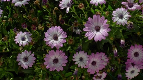 Camera pan over a bush with purple flowers in the sunshine. Stock Footage 152855786