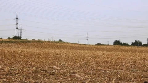 Camera pan over a dead Cornfiled with a lot of power pole wires in the sky Stock Footage 94407411