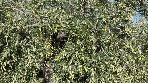 Camera pan over Green Olives Tree at Autumn in Spain Stock Footage 133402157