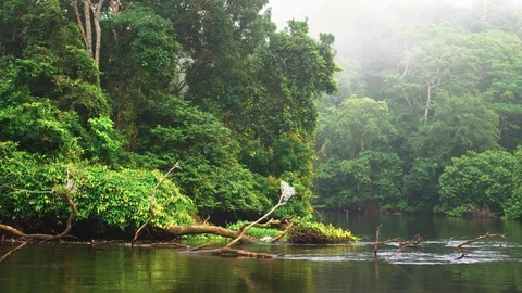 Camera pan over river flowing through tropical forest Stock Footage 119340632