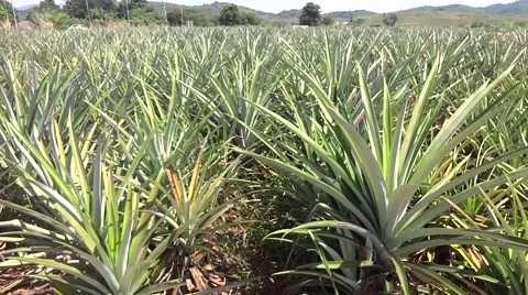 Camera Pan on pineapple field Stock Footage 48441605