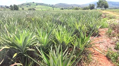 Camera Pan on pineapple field Stock-Footage 48441789