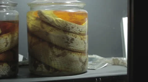 Camera Pan Revealing Snakes Preserved in Jars Stock Footage 24325381
