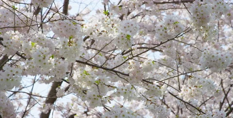 Camera pan right of Cherry Blossom tree branches Video stock 64012565