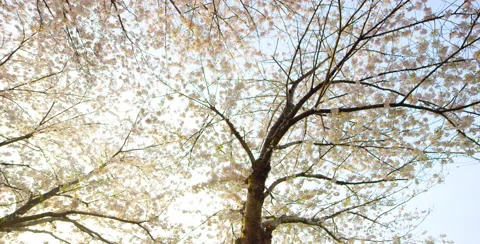Camera pan right of Cherry Blossom tree Stock Footage 64027135
