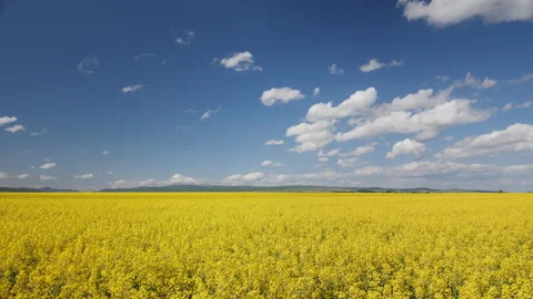 Camera pan right sweeping over view of large canola field 스톡 동영상 131698881