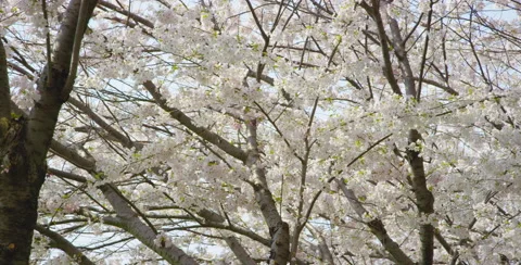 Camera pan right under Blooming Cherry Blossom tree Video stock 64010126