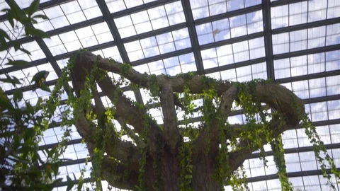 Camera pan from sky down in butterfly farm, Penang Stock Footage 108798883