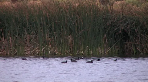 Camera pan of a small lake in Nevada desert with coots swimming Stock-Footage 56247623