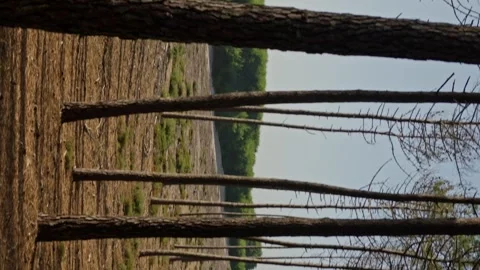 Camera Pan Through Pine Tree Trunks in Forest Stock Footage 344617421