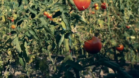 Camera pan up in the tomato garden Stock Footage 8656084
