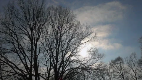 Camera pan of tree against a blue sky Vidéo 233717811