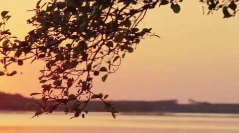 Camera pan of tree branch and sunset over the lake Stock Footage 58822682