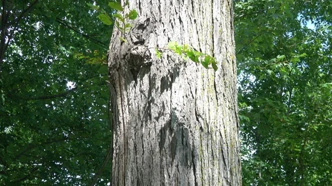 Camera pan up tree trunk Video stock 86894714