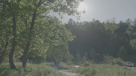 Camera pan from a tree to a water stream Stock Footage 148566963