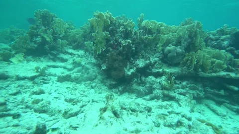Camera pan underwater with coral Stock Footage 75248207