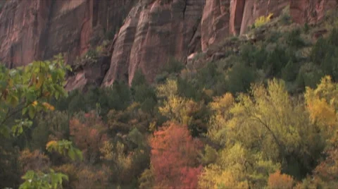 Camera pan upwards reveals the  vertical nature of Zion National Park 스톡 동영상 55732040