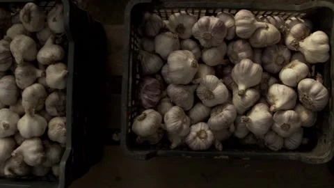 Camera panning above piles of boxes full with garlic Stock Footage 146141276