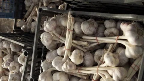 Camera panning above piles of boxes full with garlic Stock Footage 146141304