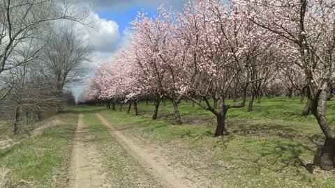 Camera panning across a beautiful spring almond orchard in full bloom Video stock 342926077