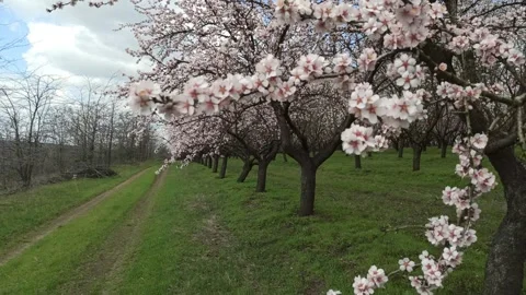Camera panning across a beautiful spring almond orchard in full bloom Video stock 342926104