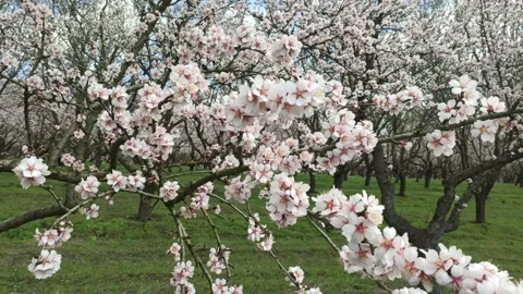 Camera panning across a beautiful spring almond orchard in full bloom Video stock 342926105