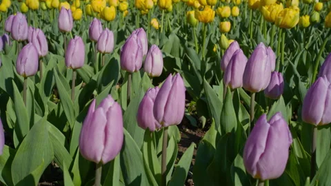 Camera Panning Across Purple and Yellow Tulip Field Stock Footage 307320463