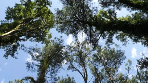 Camera panning across towering pine forest, revealing verdant trees reaching Vidéo 301920846