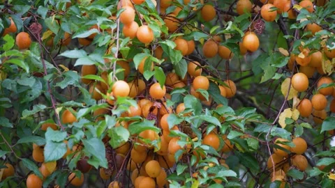 Camera panning across a tree full of orange cherry plums Stock Footage 344733412