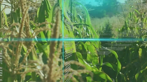 Camera panning along corn row, teal dot starting scan, code wrapping, fading, Stock Footage 333670652