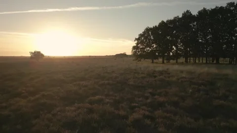 Camera is panning around trees at sunset in a field Stock-Footage 293158915