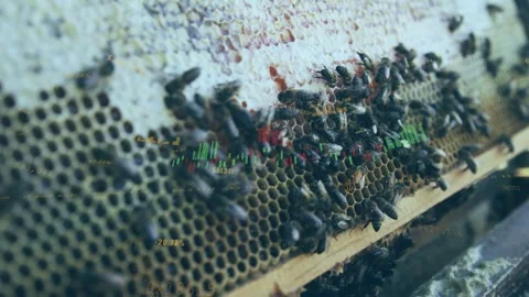 Camera panning comb frame, bees entering cells while overlay showing data for Stock Footage 333949793
