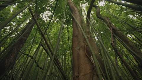 Camera Panning Down to Reveal huge tree root in Bamboo Forest 4K Stock Footage 267048917