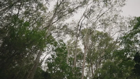 Camera Panning Down From Tropical Trees to Car Driving 4K Stock Footage 267048394