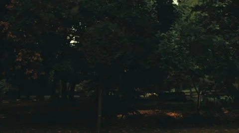 Camera panning from forest to sky Stock Footage 55597747