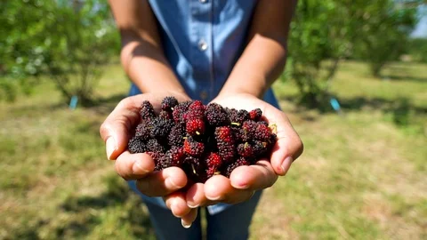 Camera panning, Hold the mulberry Stock Footage 97964682