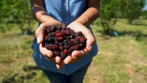 Camera panning, Hold the mulberry Stock Footage 100549159